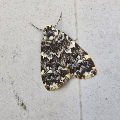 Halone coryphoea (Eastern Halone moth) at Sullivans Creek, Lyneham South - 20 Mar 2024 by trevorpreston