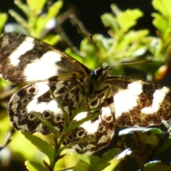 Nesoxenica leprea (Leprea Brown) at Western Creek, TAS - 31 Dec 2023 by VanessaC