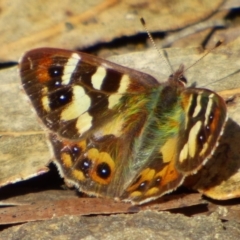 Unidentified Blue or Copper (Lycaenidae) at West Hobart, TAS - 5 Oct 2023 by VanessaC