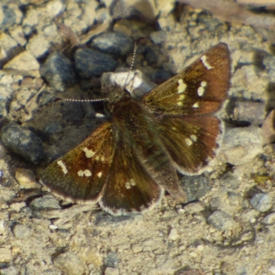 Pasma tasmanica at West Hobart, TAS - 19 Oct 2023 by VanessaC