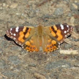 Vanessa kershawi at West Hobart, TAS - 8 Oct 2023 04:42 PM