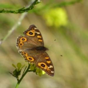 Junonia villida at Rosny, TAS - 18 Apr 2023