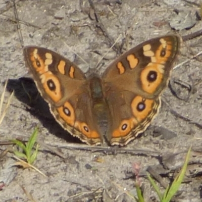 Junonia villida (Meadow Argus) at West Hobart, TAS - 6 Dec 2023 by VanessaC