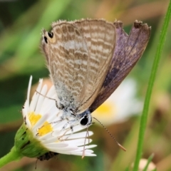 Lampides boeticus (Long-tailed Pea-blue) at Wodonga - 20 Mar 2024 by KylieWaldon