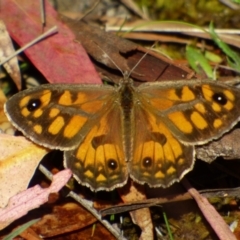 Geitoneura klugii (Marbled Xenica) at West Hobart, TAS - 4 Feb 2023 by VanessaC