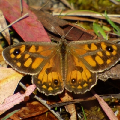 Geitoneura klugii (Marbled Xenica) at West Hobart, TAS - 5 Feb 2023 by VanessaC