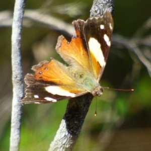 Vanessa itea at Wellington Park, TAS - 24 Jan 2024 05:15 PM