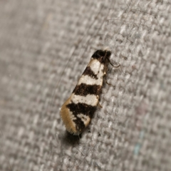 Lepidoscia characota (A Case moth (Psychidae) at Harrison, ACT - 19 Mar 2024 by DPRees125