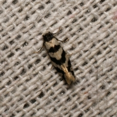 Lepidoscia characota at suppressed - 19 Mar 2024