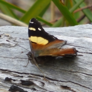 Vanessa itea at West Hobart, TAS - 17 Dec 2023 04:09 PM