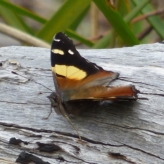 Vanessa itea (Yellow Admiral) at West Hobart, TAS - 17 Dec 2023 by VanessaC