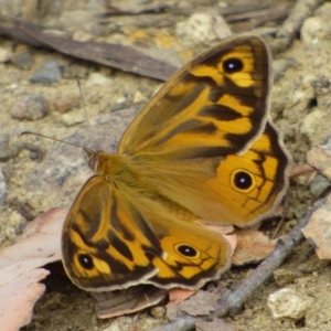 Heteronympha merope at West Hobart, TAS - 24 Dec 2023