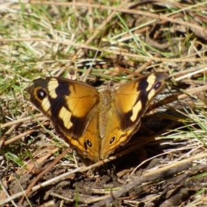 Heteronympha merope at West Hobart, TAS - 31 Mar 2023