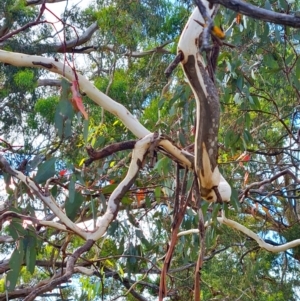 Eucalyptus pauciflora at Mount Rogers - 19 Mar 2024