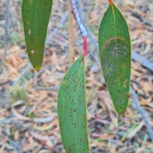 Eucalyptus pauciflora at Mount Rogers - 19 Mar 2024