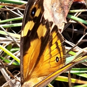 Heteronympha merope at Mount Rogers - 19 Mar 2024