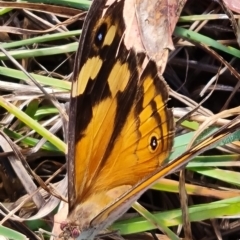 Heteronympha merope at Mount Rogers - 19 Mar 2024