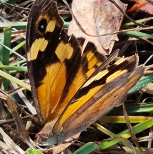 Heteronympha merope at Mount Rogers - 19 Mar 2024 09:58 AM