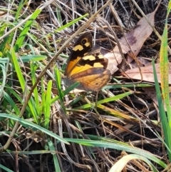 Heteronympha merope at Mount Rogers - 19 Mar 2024 09:58 AM