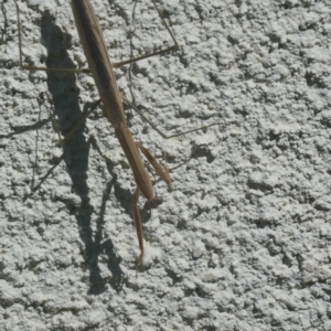 Tenodera australasiae at Lyons, ACT - 18 Mar 2024