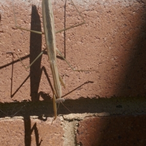 Tenodera australasiae at Lyons, ACT - 18 Mar 2024 01:28 PM