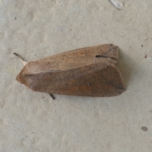 Mythimna (Pseudaletia) convecta at Lyons, ACT - 15 Mar 2024 07:30 AM