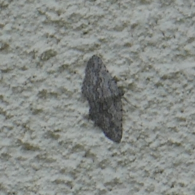 Psilosticha absorpta (Fine-waved Bark Moth) at Lyons, ACT - 15 Mar 2024 by ran452