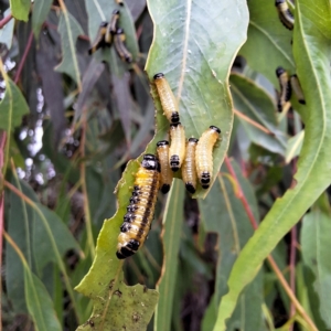 Paropsis atomaria at Australian National University - 4 Jan 2024 10:51 AM