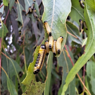 Paropsis atomaria (Eucalyptus leaf beetle) at Acton, ACT - 3 Jan 2024 by LouGaffey