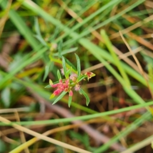Haloragis heterophylla at Gungaderra Grasslands - 20 Mar 2024