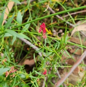 Haloragis heterophylla at Gungaderra Grasslands - 20 Mar 2024 11:00 AM