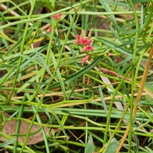Haloragis heterophylla at Gungaderra Grasslands - 20 Mar 2024