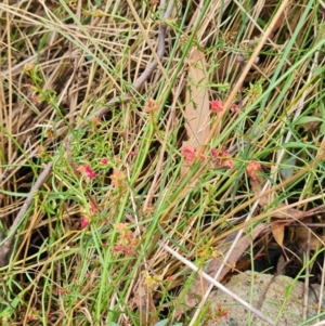 Haloragis heterophylla at Gungaderra Grasslands - 20 Mar 2024 11:00 AM