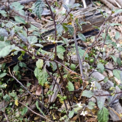 Solanum nigrum (Black Nightshade) at Blue Gum Point to Attunga Bay - 20 Mar 2024 by Mike