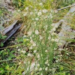 Erigeron bonariensis (Flaxleaf Fleabane) at Yarralumla, ACT - 20 Mar 2024 by Mike