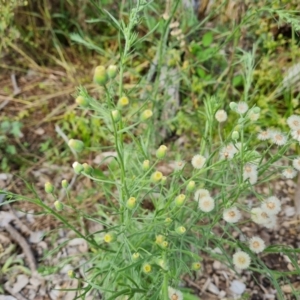 Erigeron bonariensis at Lake Burley Griffin West - 20 Mar 2024