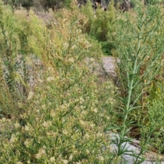 Erigeron canadensis (Canadian Fleabane) at Lake Burley Griffin West - 20 Mar 2024 by Mike