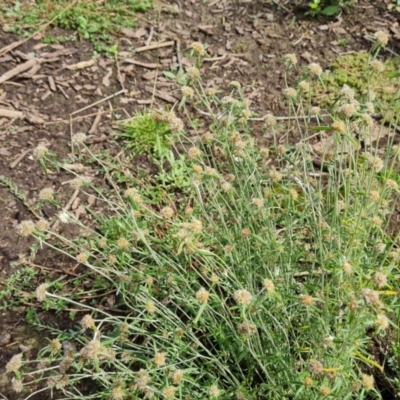 Euchiton sp. (A Cudweed) at Lake Burley Griffin West - 20 Mar 2024 by Mike