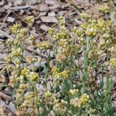 Pseudognaphalium luteoalbum (Jersey Cudweed) at Lake Burley Griffin West - 20 Mar 2024 by Mike