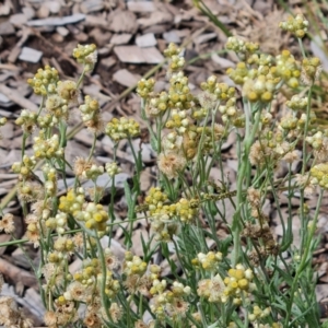 Pseudognaphalium luteoalbum at Lake Burley Griffin West - 20 Mar 2024