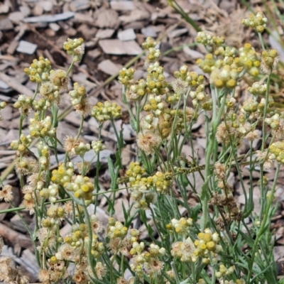 Pseudognaphalium luteoalbum (Jersey Cudweed) at Blue Gum Point to Attunga Bay - 20 Mar 2024 by Mike