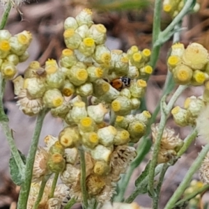 Pseudognaphalium luteoalbum at Lake Burley Griffin West - 20 Mar 2024