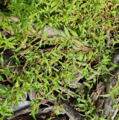 Persicaria prostrata (Creeping Knotweed) at Yarralumla, ACT - 20 Mar 2024 by Mike