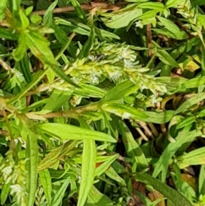 Persicaria prostrata at Blue Gum Point to Attunga Bay - 20 Mar 2024