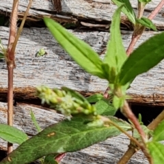 Persicaria prostrata at Blue Gum Point to Attunga Bay - 20 Mar 2024 01:55 PM