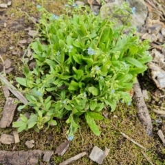 Myosotis laxa subsp. caespitosa (Water Forget-me-not) at Yarralumla, ACT - 20 Mar 2024 by Mike