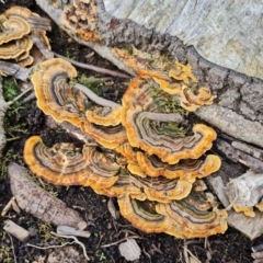 Trametes versicolor (Turkey Tail) at Yarralumla, ACT - 20 Mar 2024 by Mike