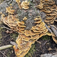 Trametes versicolor at Lake Burley Griffin West - 20 Mar 2024 01:52 PM