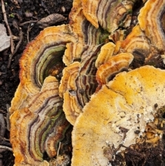 Trametes versicolor at Lake Burley Griffin West - 20 Mar 2024