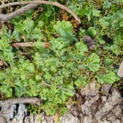 Marchantia sp. (genus) (A Liverwort) at Acton, ACT - 20 Mar 2024 by Mike